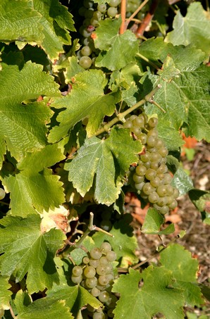 Sauvignon presque à maturité