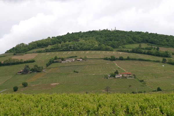 Sous la colline de Brouilly