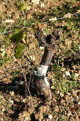 Surgreffage Sauvignon sur Pinot Noir à Morogues