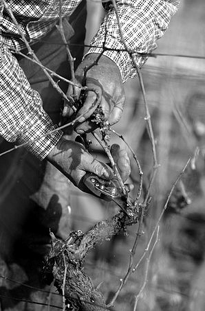 Taille de la vigne dans le Beaujolais