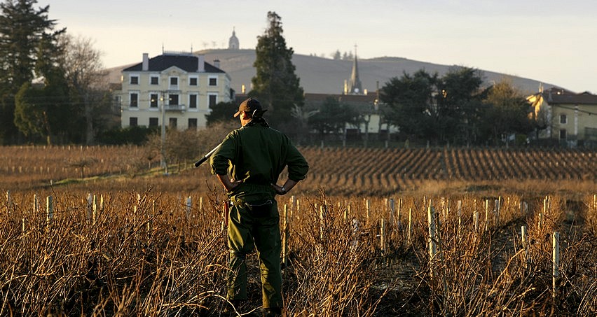 Taille de la vigne par une belle journée d'hiver à Fleurie