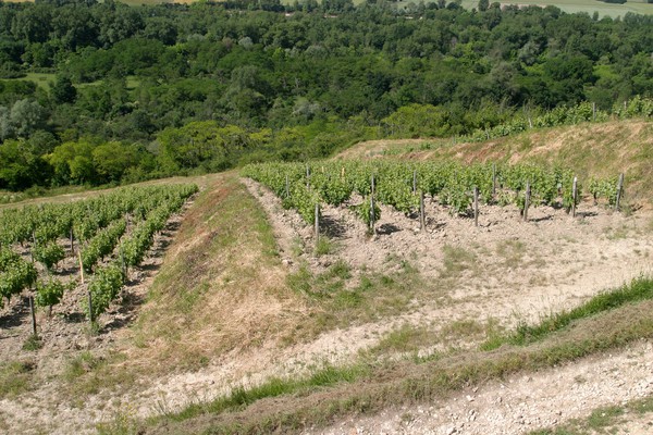 Terrasses de terres blanches (Terroir de Prédilection)