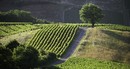 Paysage beaujolais en fin d'après-midi au mois d'Août