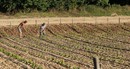 Quand on vous dit que certains cultivent la vigne comme un jardin...