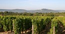 VIgnes de Pouilly Fumé avec Sancerre à l'horizon