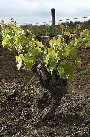 Très vieux cep de Pinot à Reuilly