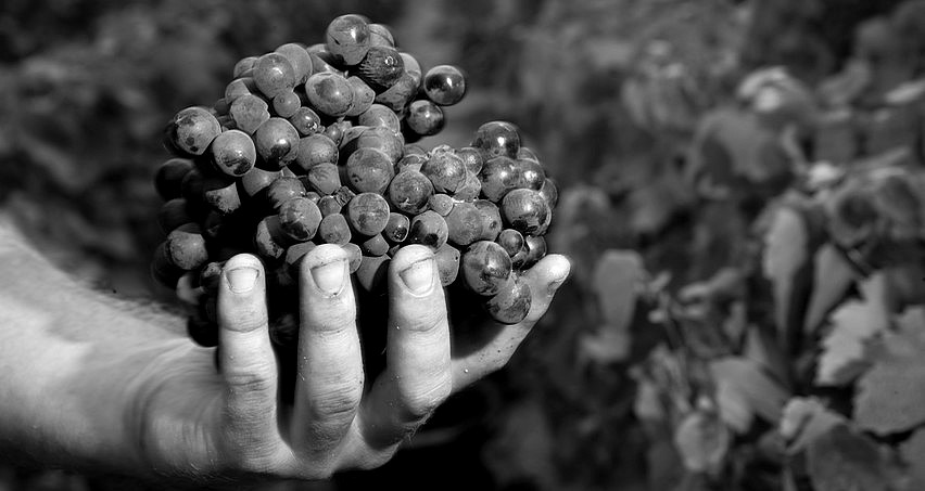 Une grosse grappe de gamay dans la main d'un vendangeur fleuriaton