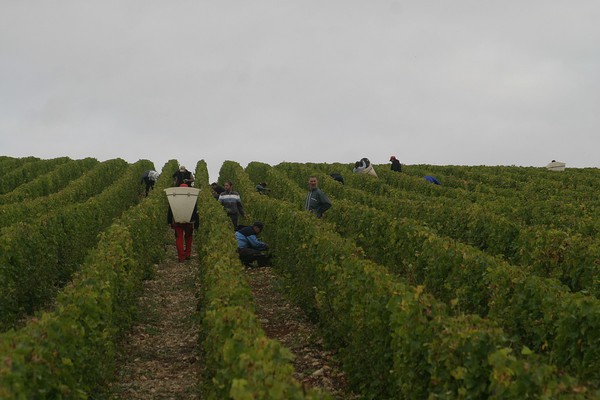 Vendanges 080917 Saint Gemme