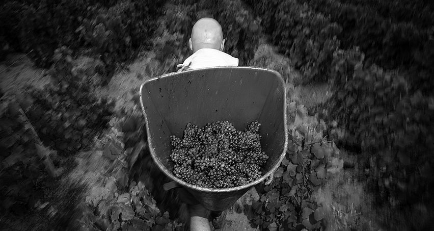 Vendanges au pas de course à Fleurie avant un orage