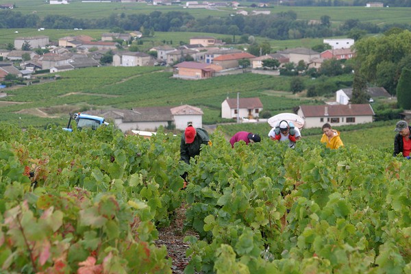 Vendanges Burgaud Côte du Py