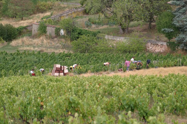 Vendanges Croix des Rameaux 2015 (2)