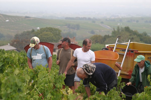 Vendanges Daniel Bouland Les Delys