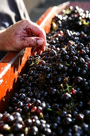 Vendanges fleuriatonnes (coopérative)