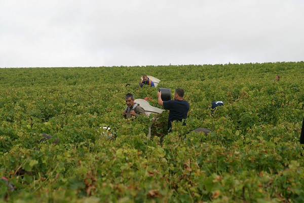 Vendanges manuelles