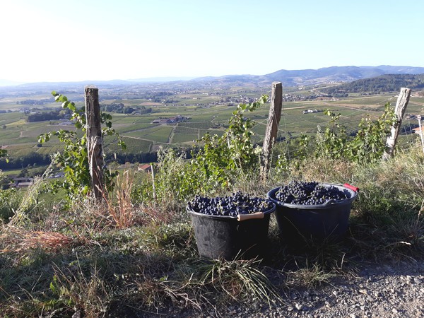 Vendanges Thivin La Chapelle 200919