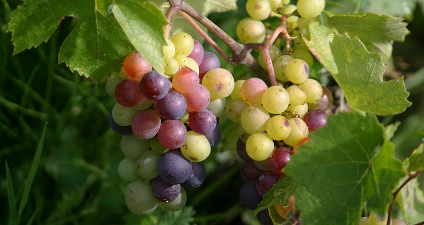 Véraison (Gamay, Domaine David-Beaupère à Juliénas)