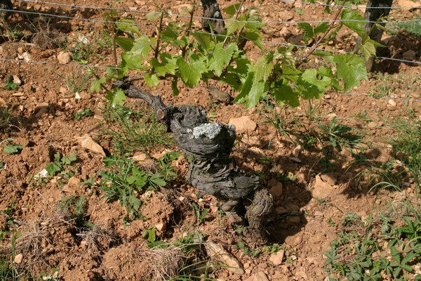 Vieille vigne de chardonnay (birbette)