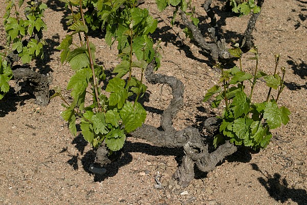 Vieilles vignes de Morgon Corcelette