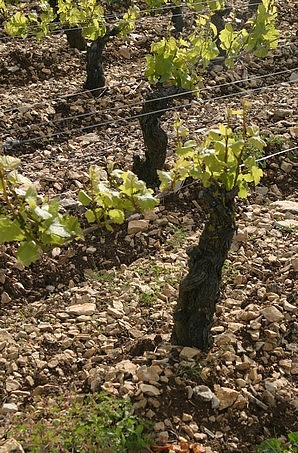 Vieux cep de pinot noir (Les Garennes, Sancerre)