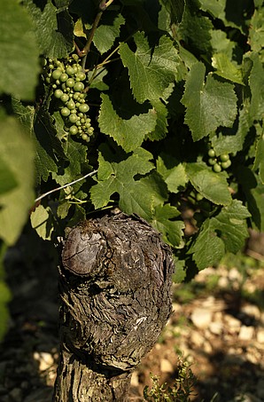 Vieux cep de sauvignon à Morogues