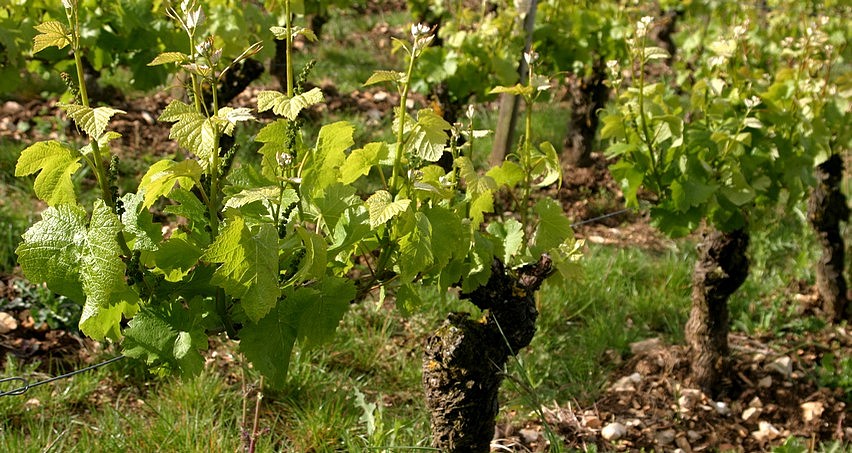 Vieux ceps de pinot noir au printemps (Les Chailloux, sous les caves de La Mignonne à Sancerre)