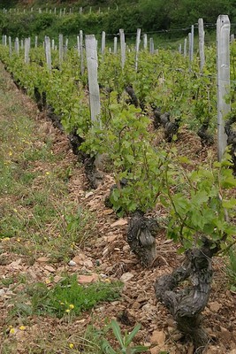 Vieux ceps de Pouilly-Fuissé La Maréchaude (75 ans)