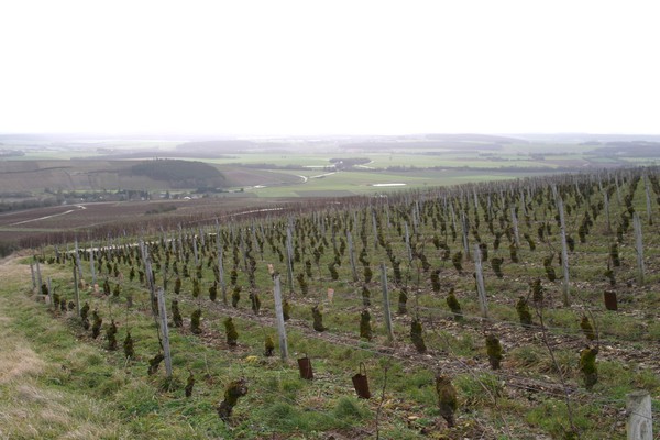 Vieux pinots noirs de 38 ans enherbés sur argilo calcaire (La Côte)