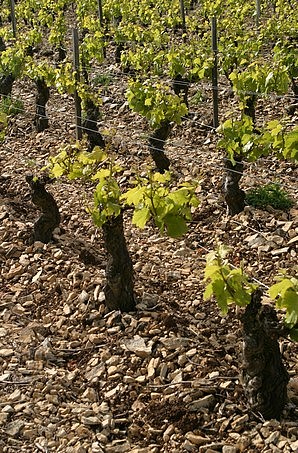 Vieux pinots noirs sur griottes (variante de caillotes)