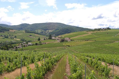 Vigne de 30 ans transformée