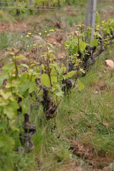 Vigne de Besset au printemps