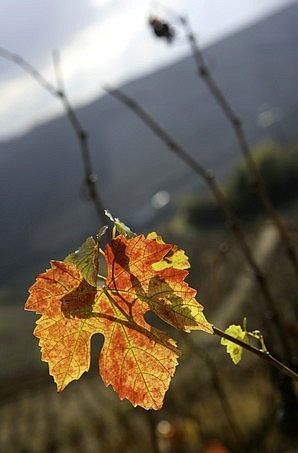 Vigne en hiver