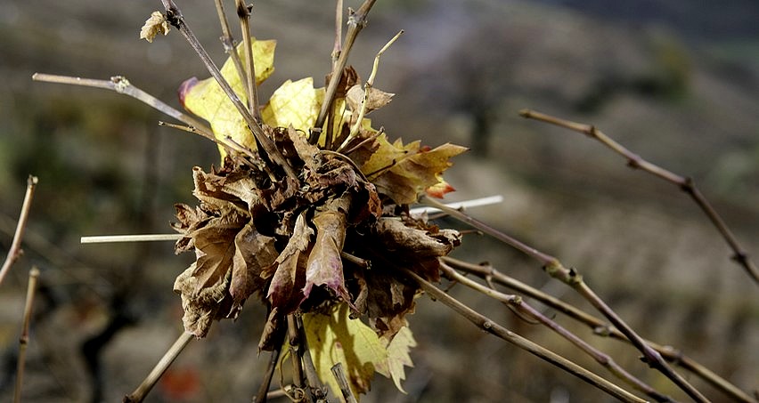 Vigne en hiver