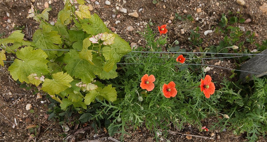 Vigne et coquelicot de Quincy