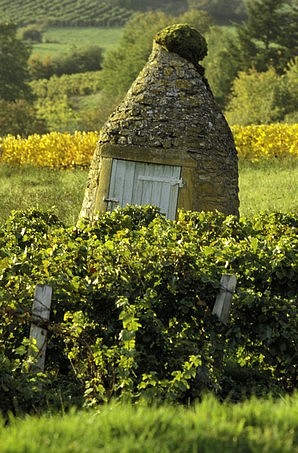 Vignes beaujolaises en automne