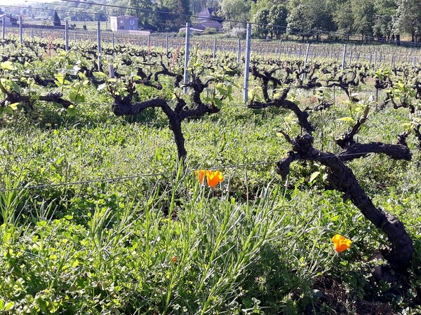 Vignes Château Bonnet Chénas Le Clos 280422