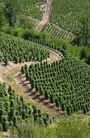 Vignes chiroublonnes