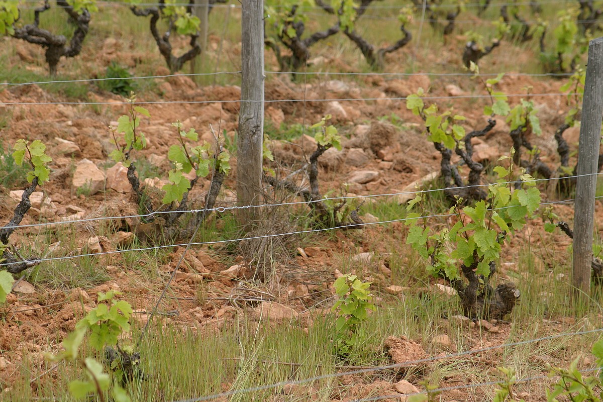 Vignes de Besset