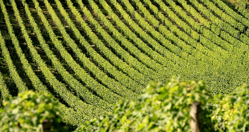 Vignes de Chavignol baignées dans le soleil de Juillet