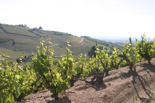 Vignes de Chiroubles (2)