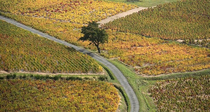 Vignes de Chiroubles en automne