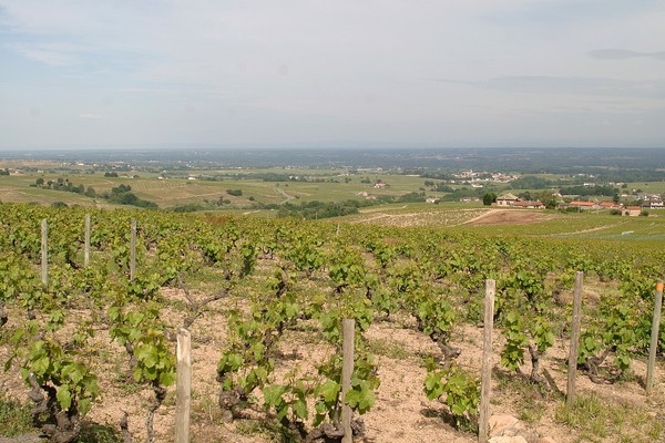 Vignes de Corcelette tournées vers la plaine