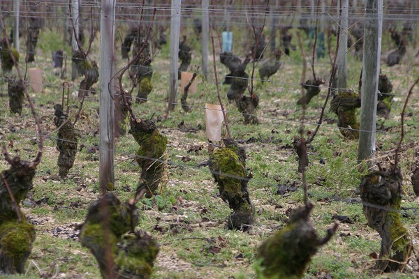 Vignes de Grand Chemarin