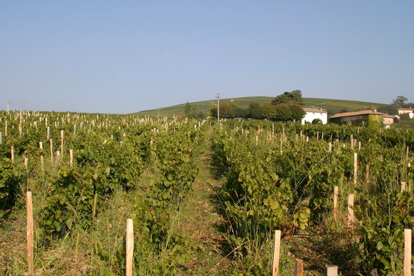 Vignes de Javernières 1 semaine avant les vendanges (5)