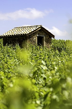 Vignes de Juliénas en été