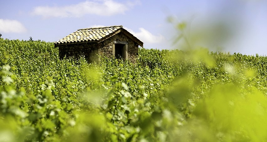 Vignes de Juliénas en été