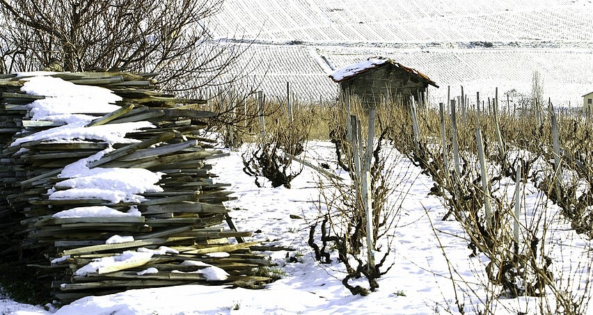 Vignes de Juliénas en hiver sous la neige
