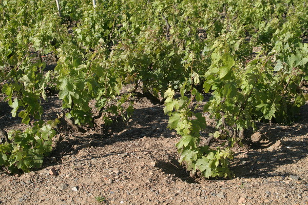 Vignes de la Côte de Brouilly (8)