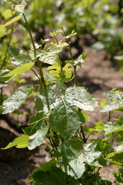 Vignes de la Roilette le 12 Mai 2015