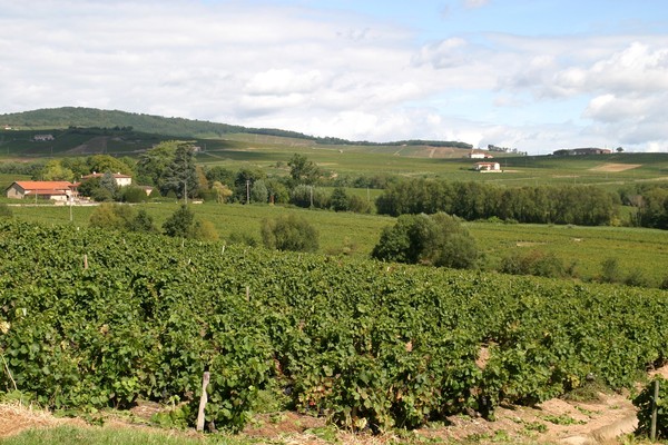 Vignes de La Roilette le 27 Août 2014 (3)