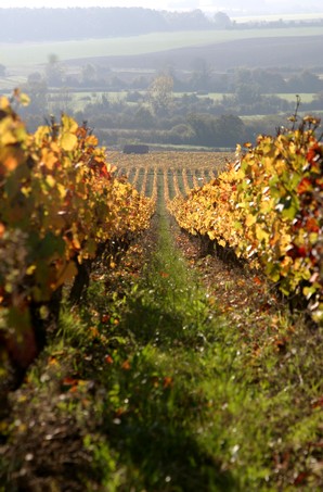 Vignes de Menetou-Salon (Les Treilles, P. Gilbert)